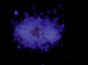 Chandra X-ray image of hot gas in the galaxy cluster that hosts the Treble Clef radio source